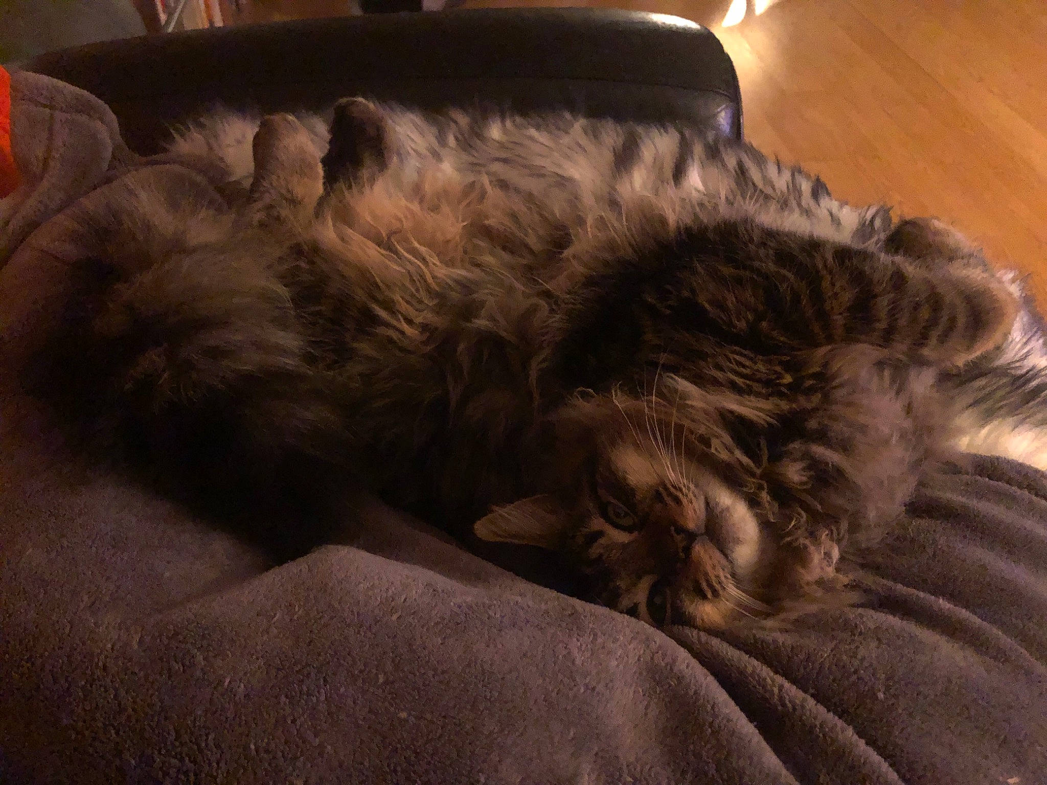 Zeke is registered to the contest to win money with this photo: canidae, carnivore, cat, claw, cloud, comfort, companion_dog, dog, dog_breed, felidae, fur, grey, liver, nap, small_to_medium_sized_cats, snout, sporting_group, tail, whiskers, wood