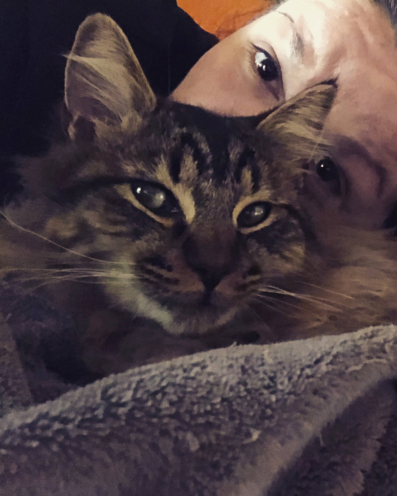 Zeke is registered to the contest to win money with this photo: carnivore, cat, comfort, domestic_short_haired_cat, ear, eye, felidae, fur, gesture, happy, head, iris, organ, paw, photo_caption, selfie, small_to_medium_sized_cats, snout, square, whiskers