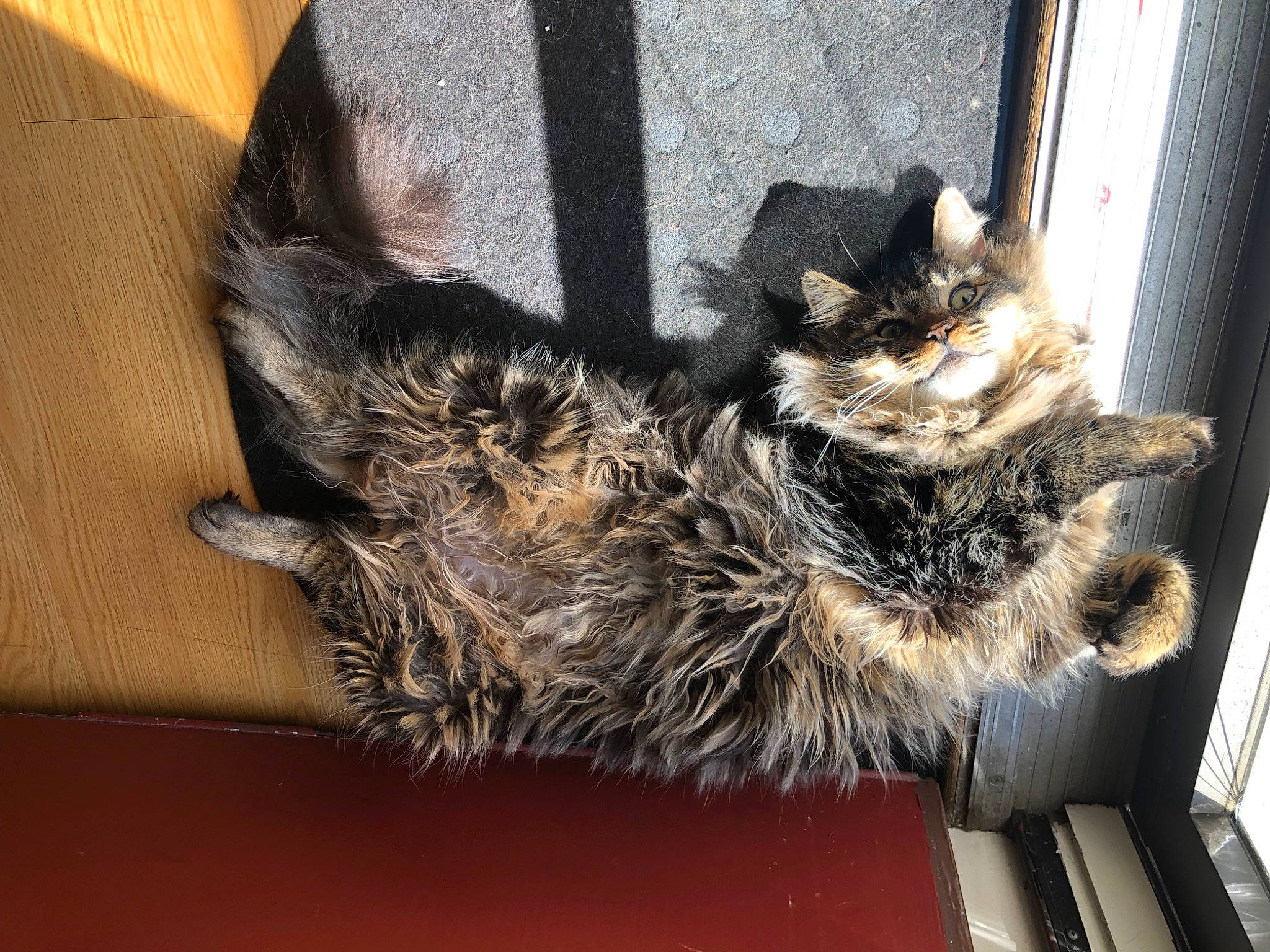 Zeke joined the competition — help win amazing prizes! canidae, carnivore, cat, claw, dog_breed, domestic_short_haired_cat, felidae, fur, paw, small_to_medium_sized_cats, snout, tail, terrestrial_animal, whiskers, window, wood