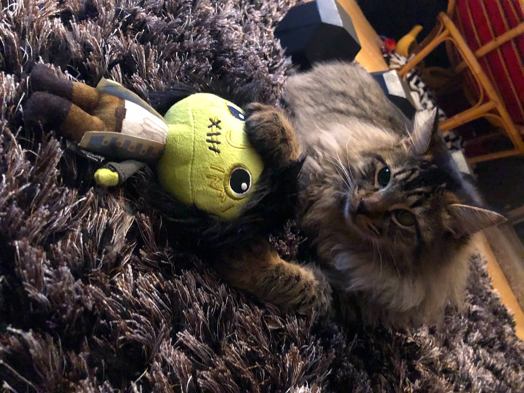Zeke joined the competition — help win amazing prizes! ball, chair, felidae, fur, glove, grass, headgear, personal_protective_equipment, plush, safety_glove, small_to_medium_sized_cats, snout, soil, stuffed_toy, tail, tennis_ball, terrestrial_animal, toy, whiskers, wood