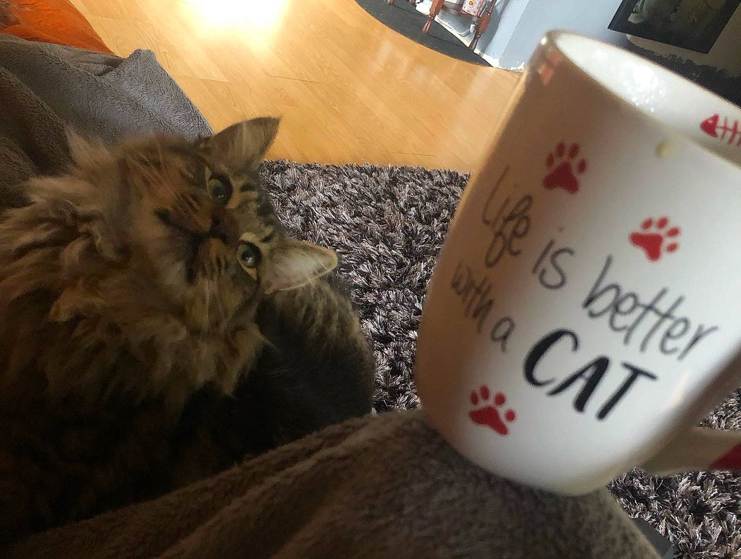 Ezekiel is registered to the contest to win money with this photo: alcohol, box, carmine, carnivore, cat, comfort, cup, domestic_short_haired_cat, drink, drinkware, felidae, fur, grey, mug, porcelain, serveware, shipping_box, small_to_medium_sized_cats, tableware, whiskers