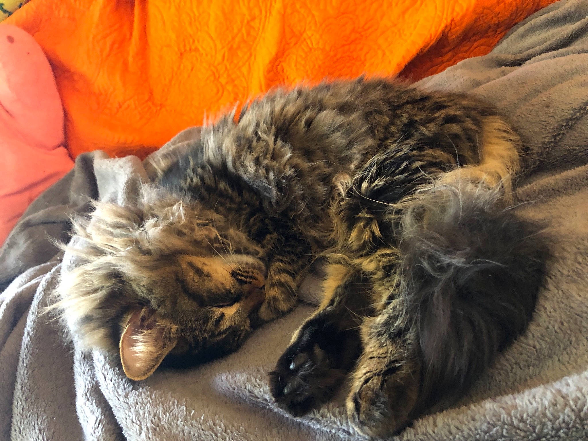 Ezekiel is registered to the contest to win money with this photo: carnivore, cat, claw, comfort, couch, domestic_short_haired_cat, felidae, fur, grey, mammal, nap, paw, sleep, small_to_medium_sized_cats, snout, tail, terrestrial_animal, whiskers