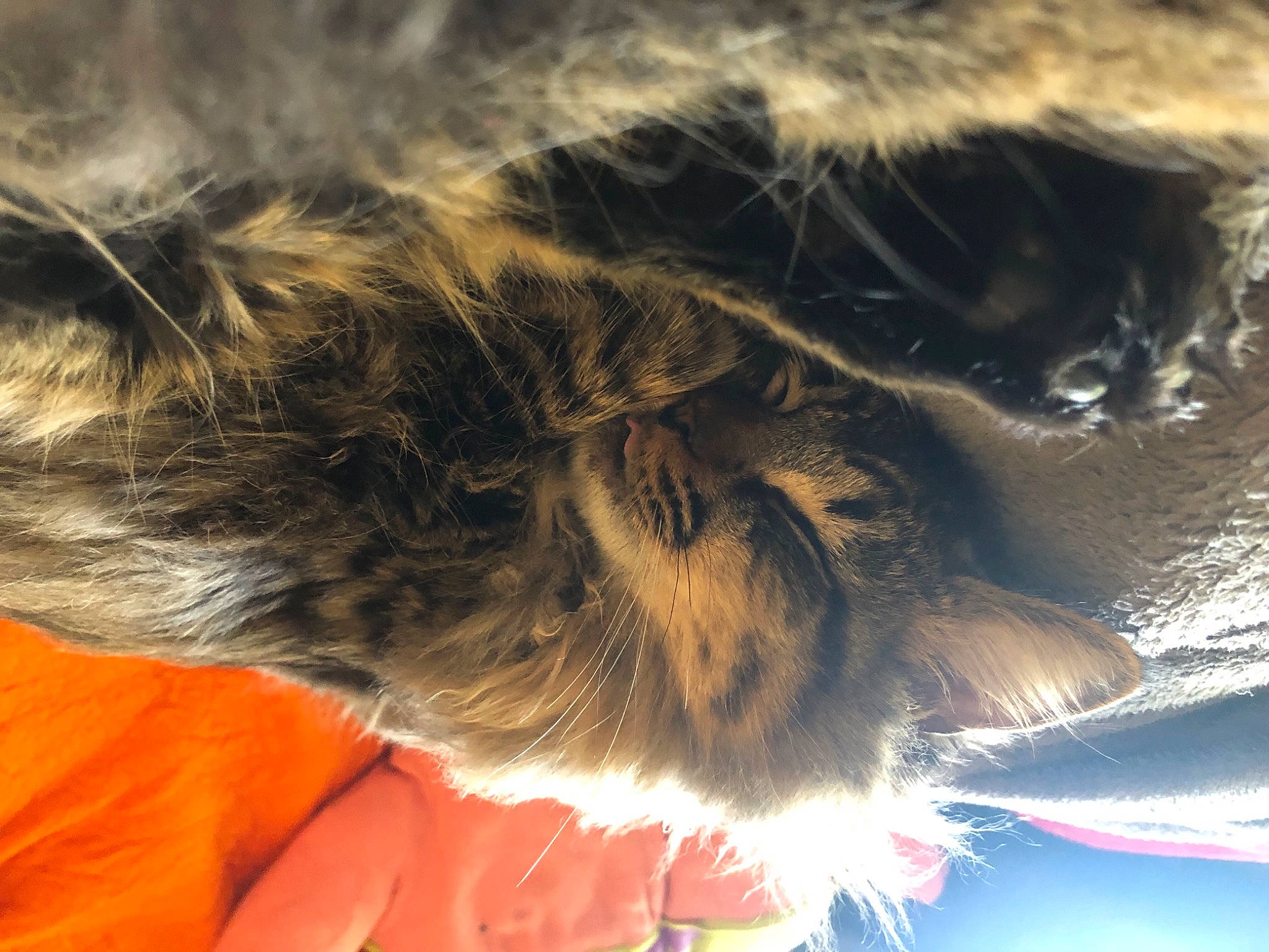 Ezekiel is registered to the contest to win money with this photo: carnivore, cat, claw, cloud, companion_dog, dog_breed, domestic_short_haired_cat, ear, electric_blue, feather, felidae, fur, gesture, human_leg, paw, sky, small_to_medium_sized_cats, snout, tail, whiskers