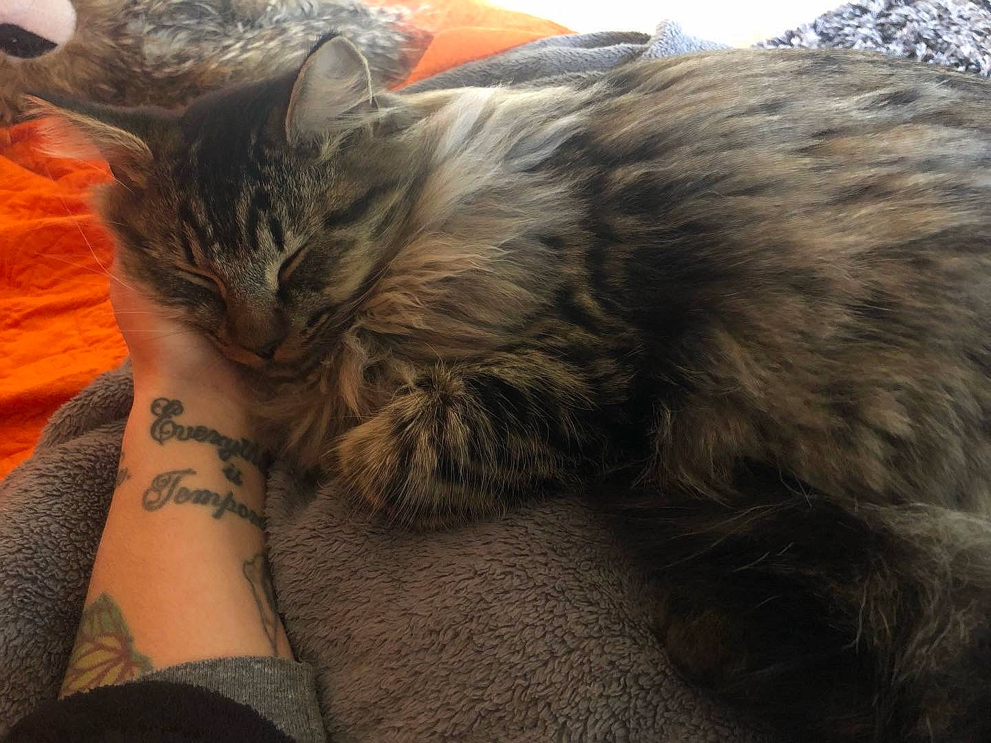 Ezekiel joined the competition — help win amazing prizes! carnivore, cat, claw, comfort, domestic_short_haired_cat, fawn, felidae, fur, grass, human_leg, long_hair, nap, paw, sitting, small_to_medium_sized_cats, tail, temporary_tattoo, terrestrial_animal, thigh, whiskers