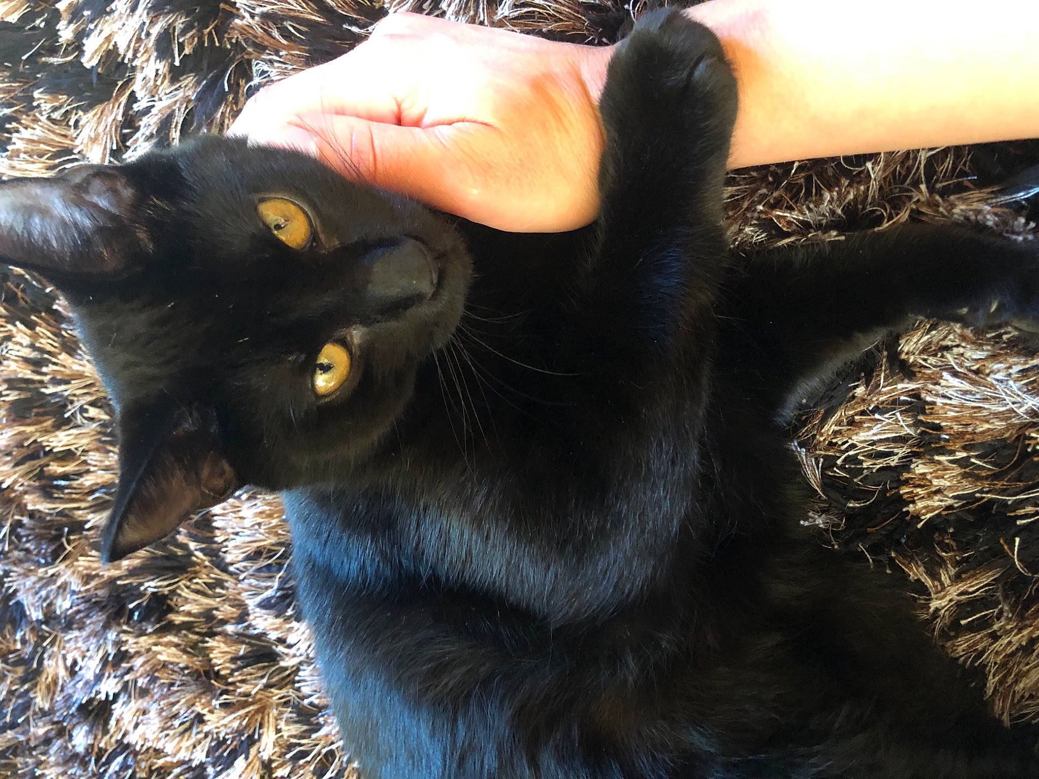 Olive is registered to the contest to win money with this photo: carnivore, cat, comfort, domestic_short_haired_cat, eye, felidae, fur, gesture, grass, human_leg, mammal, natural_material, plant, small_to_medium_sized_cats, snout, terrestrial_animal, thumb, vertebrate, whiskers, wrist