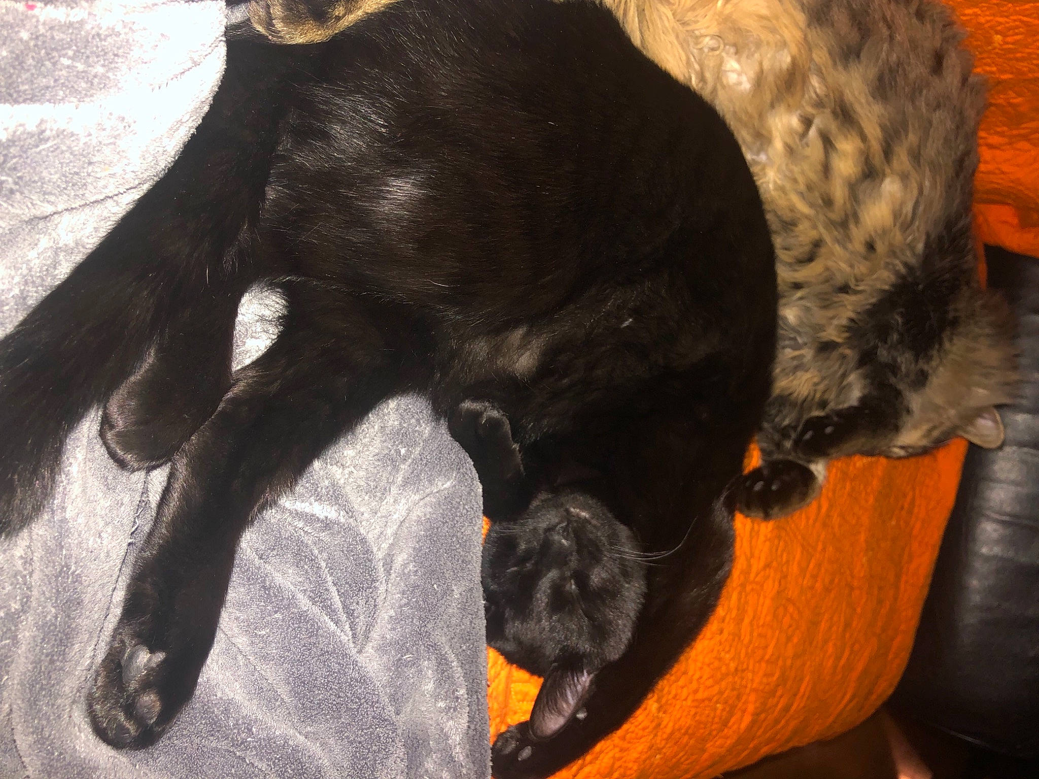 Olive joined the competition — help win amazing prizes! black_cat, bombay, canidae, carnivore, claw, comfort, companion_dog, dog, dog_breed, fawn, felidae, fur, small_to_medium_sized_cats, snout, sporting_group, tail, terrestrial_animal, whiskers, wildlife, working_animal