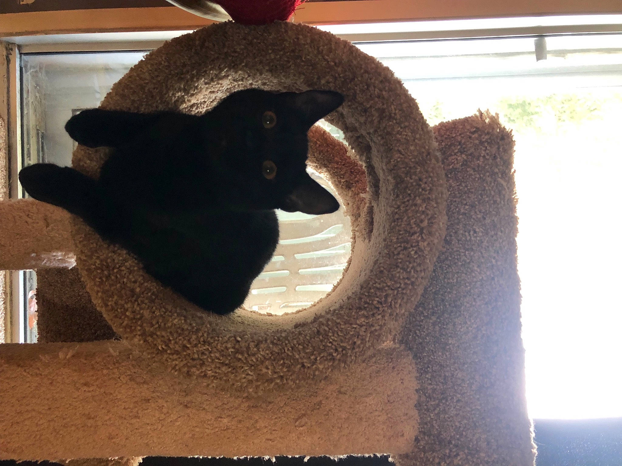 Olive joined the competition — help win amazing prizes! art, automotive_tire, bombay, carnivore, cat, cat_furniture, cat_supply, felidae, pet_supply, plant, sculpture, small_to_medium_sized_cats, snout, tail, terrestrial_animal, tints_and_shades, tire, whiskers, window, wood