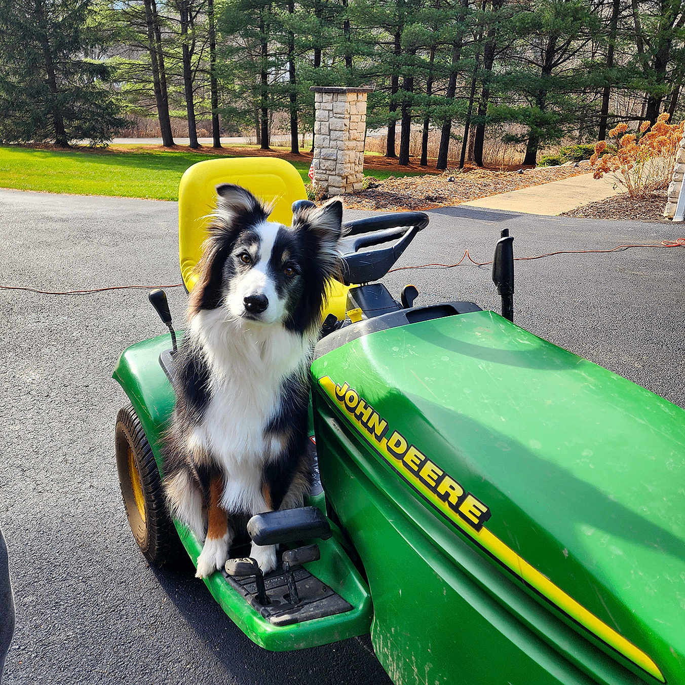 Mijo is registered to the contest to win money with this photo: alloywheel, animal, canine, car, carwheel, clothing, dog, grass, lawn, machine, person, pet, plant, spoke, tire, transportation, tree, vegetation, vehicle, wheel