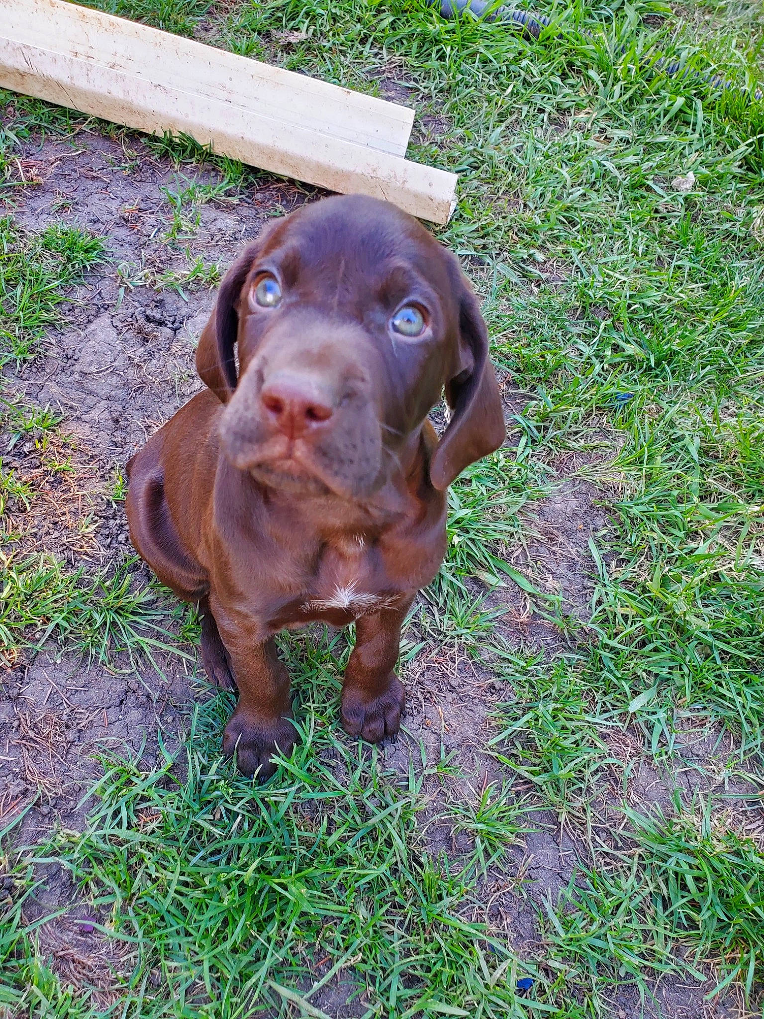 Doc is registered to the contest to win money with this photo: canidae, carnivore, companion_dog, dog, dog_breed, fawn, fur, grass, guard_dog, gun_dog, hunting_dog, labrador_retriever, liver, pointing_breed, sporting_group, terrestrial_animal, whiskers, working_animal, working_dog