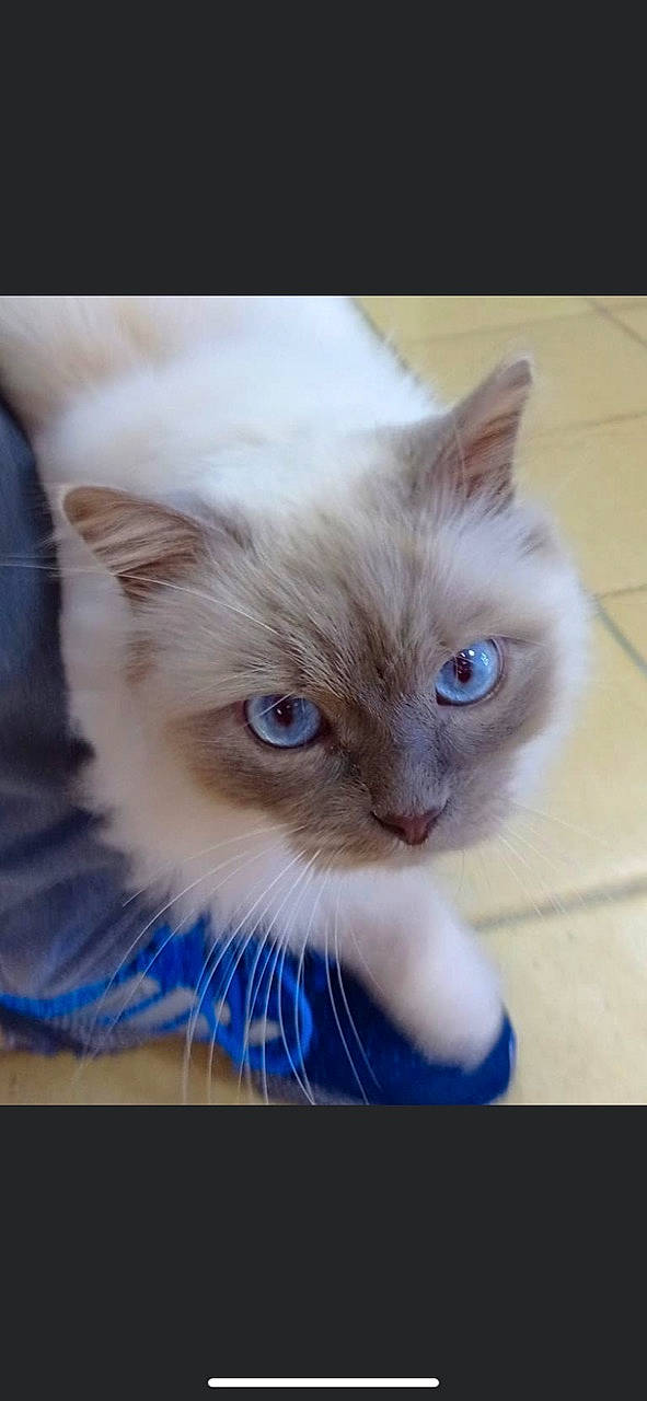 Néko participe au concours pour gagner de l'argent avec cette photo : balinese, box, carnivore, cat, domestic_short_haired_cat, electric_blue, eye, fawn, felidae, fur, paw, photo_caption, small_to_medium_sized_cats, snout, terrestrial_animal, thai, whiskers