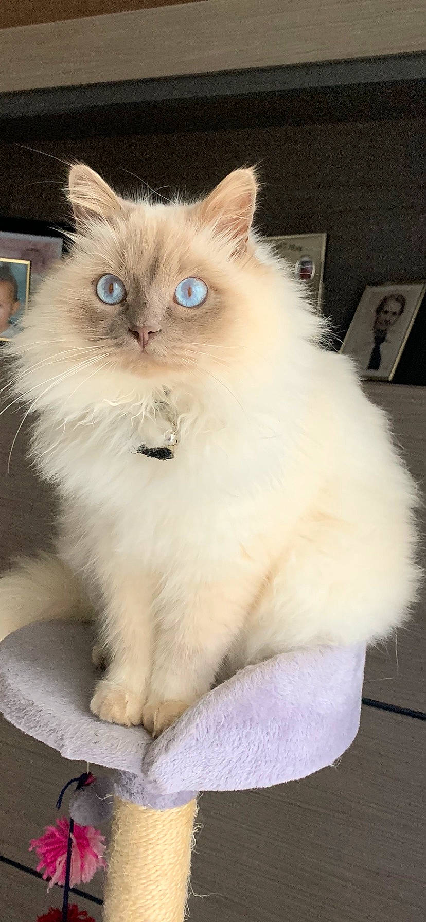 Néko participe au concours pour gagner de l'argent avec cette photo : british_longhair, carnivore, cat, claw, fawn, felidae, fur, iris, persian, ragdoll, small_to_medium_sized_cats, snout, tail, whiskers