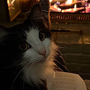 Pickle joined the competition — help win amazing prizes! cat, black_and_white_cat, fireplace, fire, flames, book, reading, cozy, warm, indoor, lap, whiskers, fur, close_up, big_eyes, hearth, brick_wall, glowing, socks, relaxed