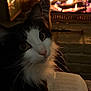 cat, black_and_white_cat, fireplace, fire, flames, book, reading, cozy, warm, indoor, lap, whiskers, fur, close_up, big_eyes, hearth, brick_wall, glowing, socks, relaxed