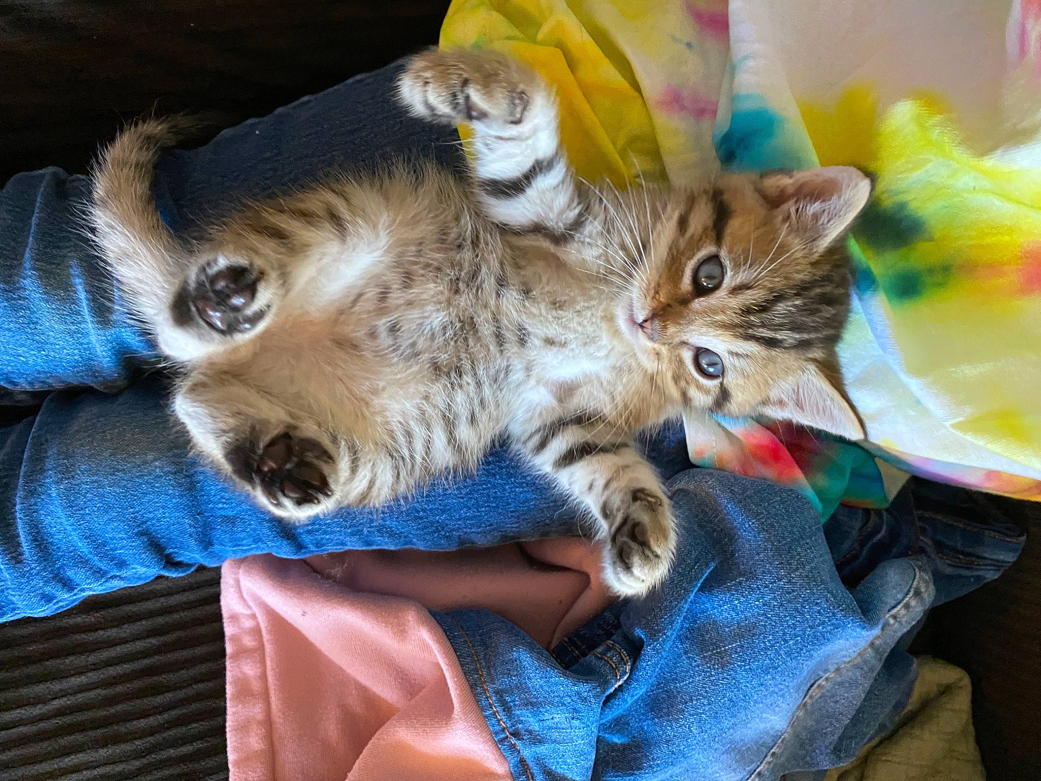 Bambino joined the competition — help win amazing prizes! american_shorthair, asian, carnivore, cat, domestic_short_haired_cat, dragon_li, european_shorthair, fawn, felidae, fur, kitten, mammal, paw, pixie_bob, play, polydactyl_cat, small_to_medium_sized_cats, tabby_cat, toyger, whiskers