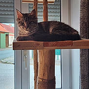 Bayka participe au concours pour gagner de l'argent avec cette photo : animal, cat, cat_tree, cozy, curtain, daylight, feline, fur, home, house, indoor, looking, nature_light, pet, quiet, relaxed, resting, street, window, wood