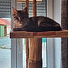 animal, cat, cat_tree, cozy, curtain, daylight, feline, fur, home, house, indoor, looking, nature_light, pet, quiet, relaxed, resting, street, window, wood
