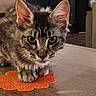 Bayka participe au concours pour gagner de l'argent avec cette photo : animal, cat, closeup, coaster, curious, cute, domestic, ears, eyes, feline, fur, indoor, mammal, orange, paws, pet, resting, tabby, table, wood