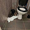 animal, bathroom, black_toilet_seat, cat, cat_looking, corner, curious, domestic_cat, floor, indoor, mess, pet, playful, small, striped_cat, tile_floor, tile_wall, toilet, toilet_paper, trash_can