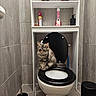 bathroom, bathroom_shelf, black_toilet_seat, cabinet, cat, cleaning_supplies, domestic_animal, feline, floor, gray_cat, indoor, pet, sitting, tiles, toilet, toilet_brush, toilet_seat, trash_can, wall, white_toilet