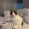 Boomie joined the competition — help win amazing prizes! cat, white_cat, tabby, sitting, couch, indoor, pet, feline, relaxed, curious_eyes, cozy, furniture, living_room, domestic_animal, cute, whiskers, paw, fur, animal, companion
