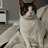cat, pet, indoor, sitting, white, tabby, green_eyes, cozy, blanket, furniture, relaxed, cute, animal, fur, paw, home, resting, comfort, curious, portrait