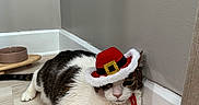Boomie joined the competition — help win amazing prizes! cat, pet, indoor, floor, hat, costume, corner, food_bowl, white, brown, black, fur, animal, cute, domestic, relaxed, resting, holiday, festive, accessory