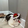 cat, pet, indoor, floor, hat, costume, corner, food_bowl, white, brown, black, fur, animal, cute, domestic, relaxed, resting, holiday, festive, accessory