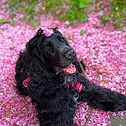 Alma a rejoint le concours — aidez-le/la à gagner de superbes lots ! animal, black_dog, colorful, dog, floppy_ears, floral_headpiece, flowers, garden, grass, happy, harness, leash, long_hair, lying_down, nature, outdoor, pink_petals, portrait, smiling, tongue_out