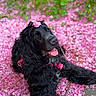 animal, black_dog, colorful, dog, floppy_ears, floral_headpiece, flowers, garden, grass, happy, harness, leash, long_hair, lying_down, nature, outdoor, pink_petals, portrait, smiling, tongue_out