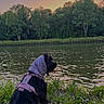 Alma a rejoint le concours — aidez-le/la à gagner de superbes lots ! black_dog, dog, fluffy, forest, grass, harness, lily_pads, long_hair, outdoors, pet, pond, purple_clothing, scenic_landscape, sitting, snood, sunset, trees, twilight, water, wildflowers