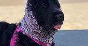 Alma a rejoint le concours — aidez-le/la à gagner de superbes lots ! beach, black_dog, blue_sky, dog, fashionable, floral_scarf, long_hair, ocean, outdoor, pavement, pet, pink_harness, portrait, sand, seaside, shaggy_fur, sitting, sunny, tongue_out, windy