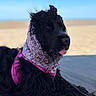 beach, black_dog, blue_sky, dog, fashionable, floral_scarf, long_hair, ocean, outdoor, pavement, pet, pink_harness, portrait, sand, seaside, shaggy_fur, sitting, sunny, tongue_out, windy