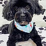 dog, black_dog, small_dog, bandana, paw_print_background, pet, portrait, closeup, groomed, fluffy, dark_fur, cute, sitting, looking_at_camera, eyes, nose, snout, indoor, blanket, studio_backdrop