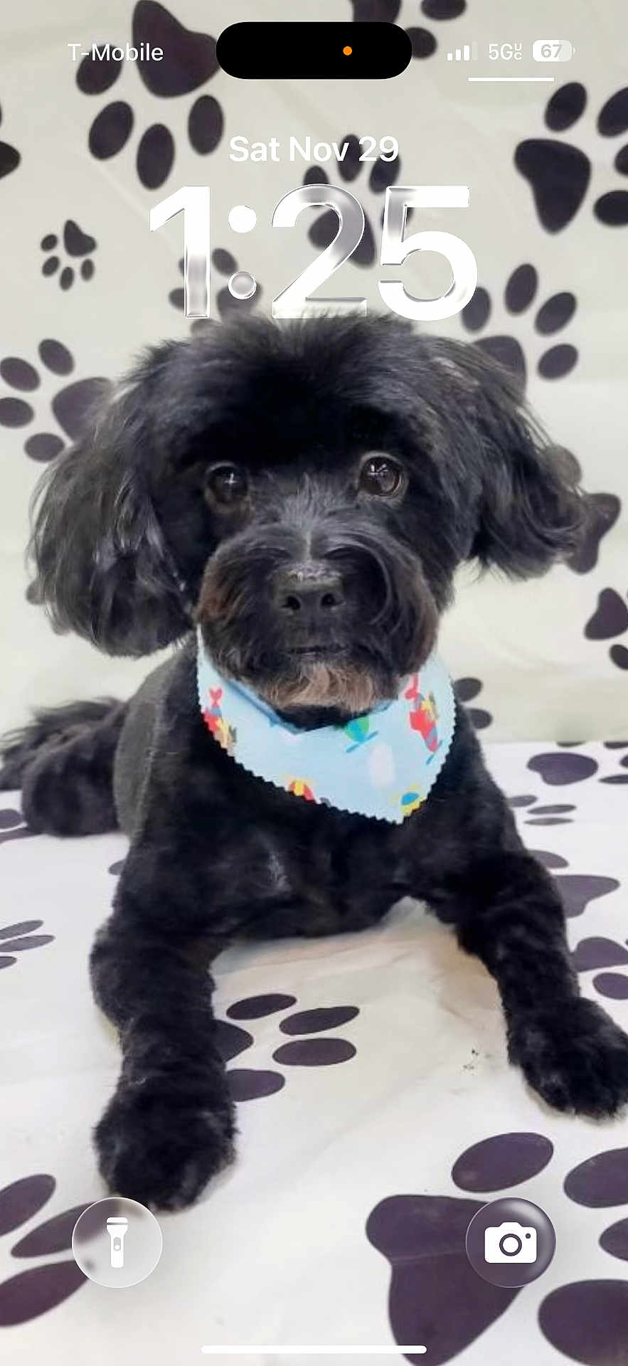 Simon is registered to the contest to win money with this photo: dog, black_dog, small_dog, bandana, paw_print_background, pet, portrait, closeup, groomed, fluffy, dark_fur, cute, sitting, looking_at_camera, eyes, nose, snout, indoor, blanket, studio_backdrop