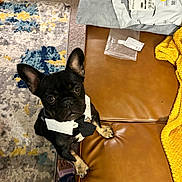 Tuxedo is registered to the contest to win money with this photo: black_dog, brown_couch, carpet, curious, cute, dog, ears_up, foot, french_bulldog, front_paws, indoor, living_room, looking_up, package, pajamas, paper_collar, paw, pet, tie, yellow_blanket