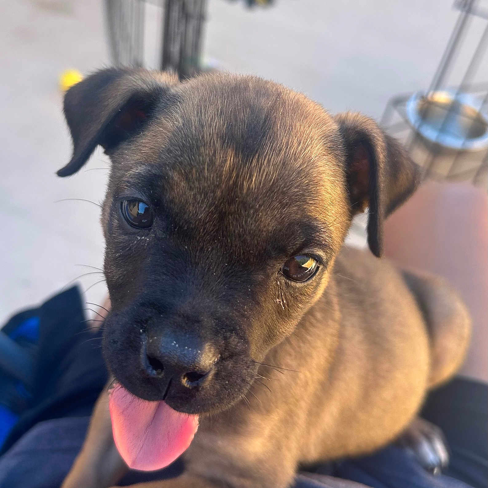 Zena
