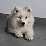 animal, arcticfox, canine, chow, dog, eskimodog, fox, husky, pet, puppy, whitedog