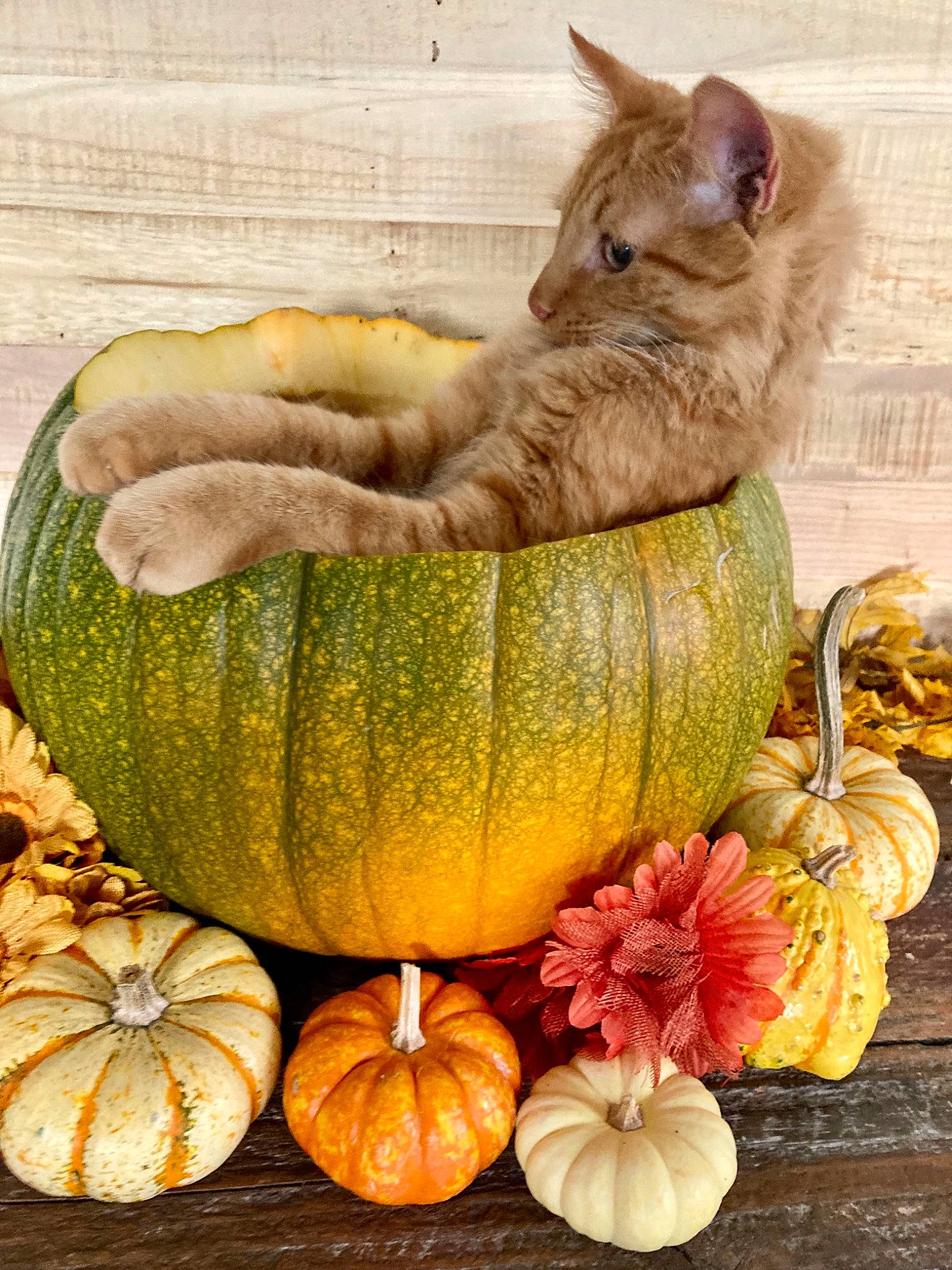 Harper is registered to the contest to win money with this photo: calabaza, cat, cucurbita, felidae, food, food_group, fruit, gourd, natural_foods, plant, produce, pumpkin, squash, staple_food, summer_squash, superfood, vegetable, whiskers, whole_food, winter_squash