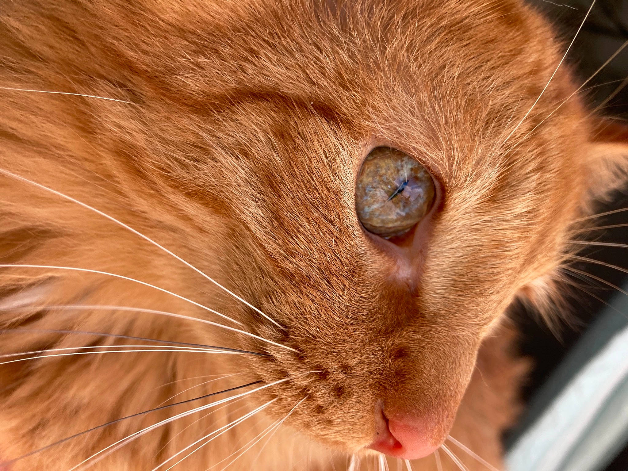 Harper joined the competition — help win amazing prizes! carnivore, cat, claw, comfort, domestic_short_haired_cat, fawn, felidae, fur, liver, paw, small_to_medium_sized_cats, snout, tail, terrestrial_animal, whiskers, wildlife, wood