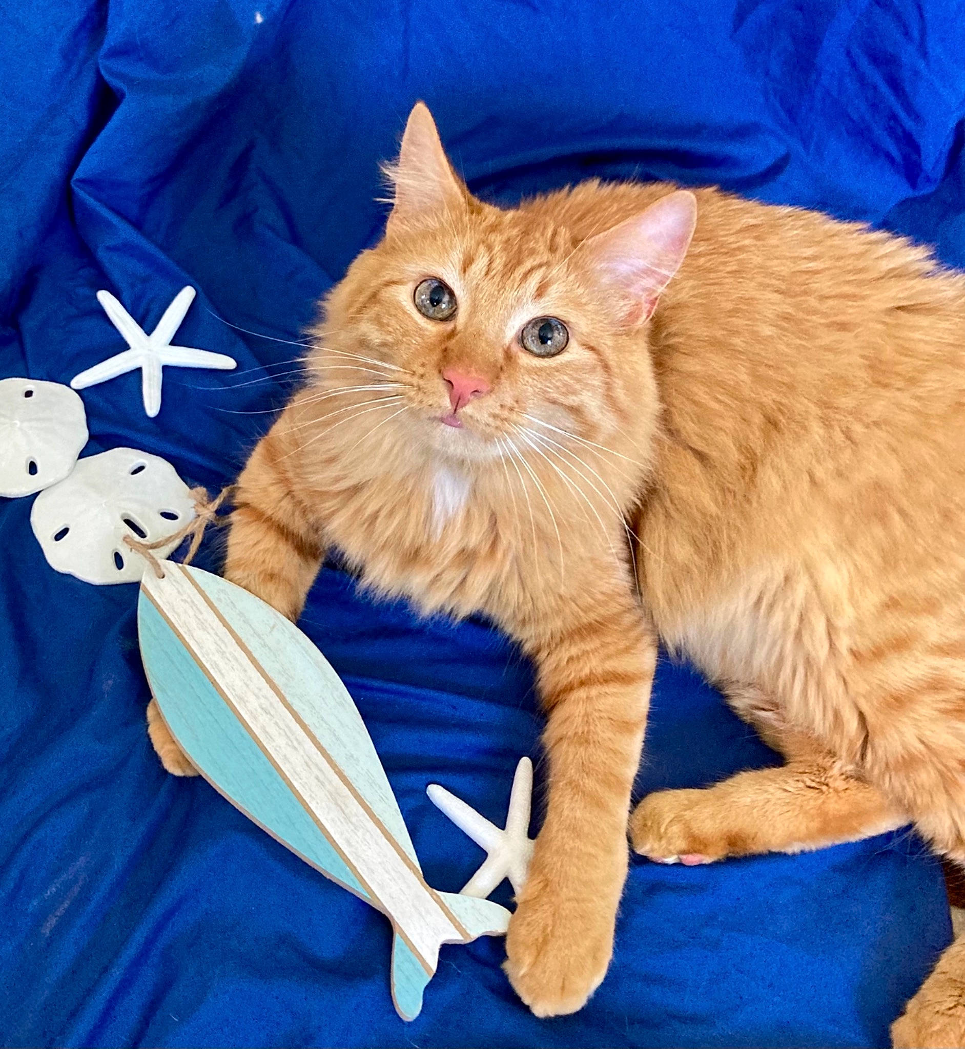 Harper is registered to the contest to win money with this photo: blue, carnivore, cat, claw, comfort, domestic_short_haired_cat, electric_blue, event, fawn, felidae, fur, gesture, paw, small_to_medium_sized_cats, snout, tail, whiskers