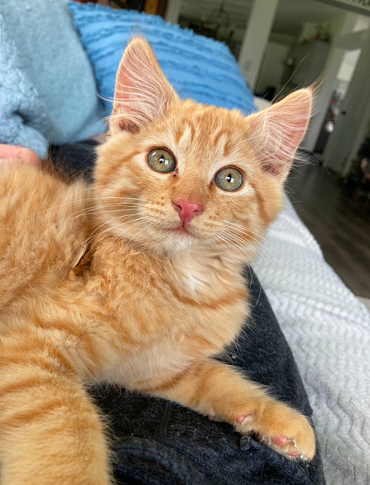 Harper joined the competition — help win amazing prizes! carnivore, cat, claw, domestic_short_haired_cat, fawn, felidae, fur, iris, paw, small_to_medium_sized_cats, snout, tail, terrestrial_animal, whiskers, wildlife, window