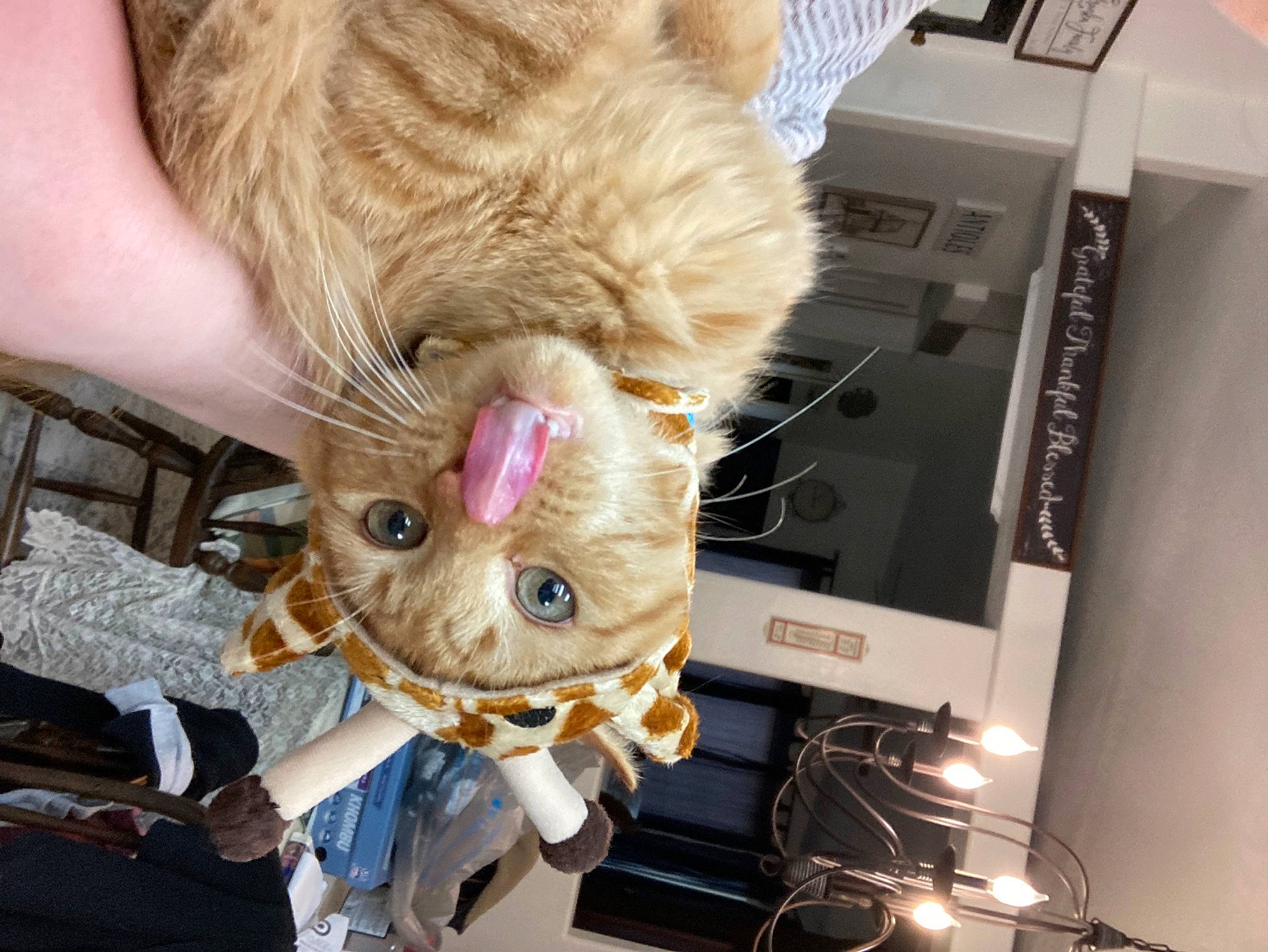 Harper joined the competition — help win amazing prizes! carnivore, cat, companion_dog, computer, computer_keyboard, domestic_short_haired_cat, eyewear, fashion_accessory, fawn, felidae, fur, gadget, input_device, output_device, peripheral, personal_computer, small_to_medium_sized_cats, snout, sunglasses, whiskers