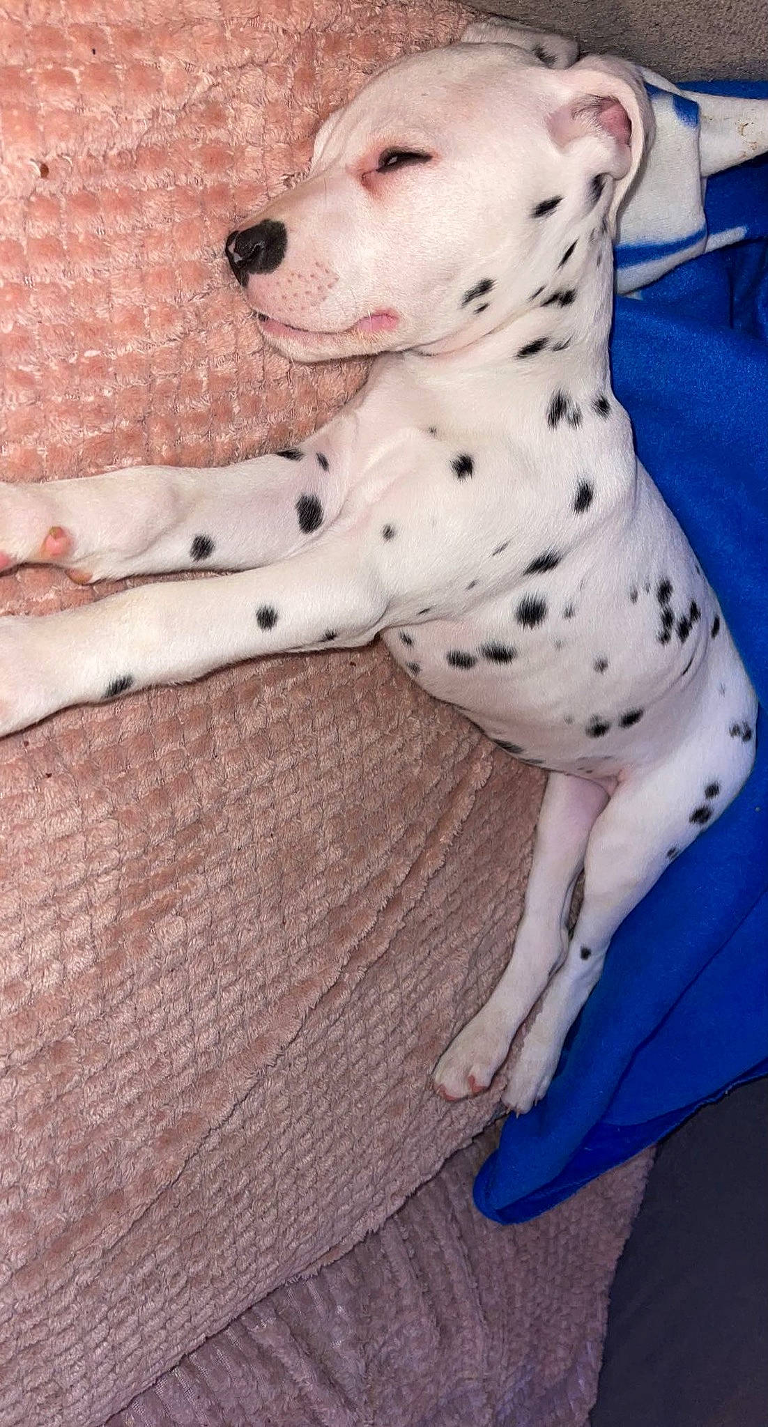 Prunelle participe au concours pour gagner de l'argent avec cette photo : canidae, carnivore, collar, companion_dog, dalmatian, dog, dog_breed, dog_collar, dog_supply, fawn, flooring, pattern, paw, pet_supply, snout, sporting_group, tail, terrestrial_animal, wood, working_animal