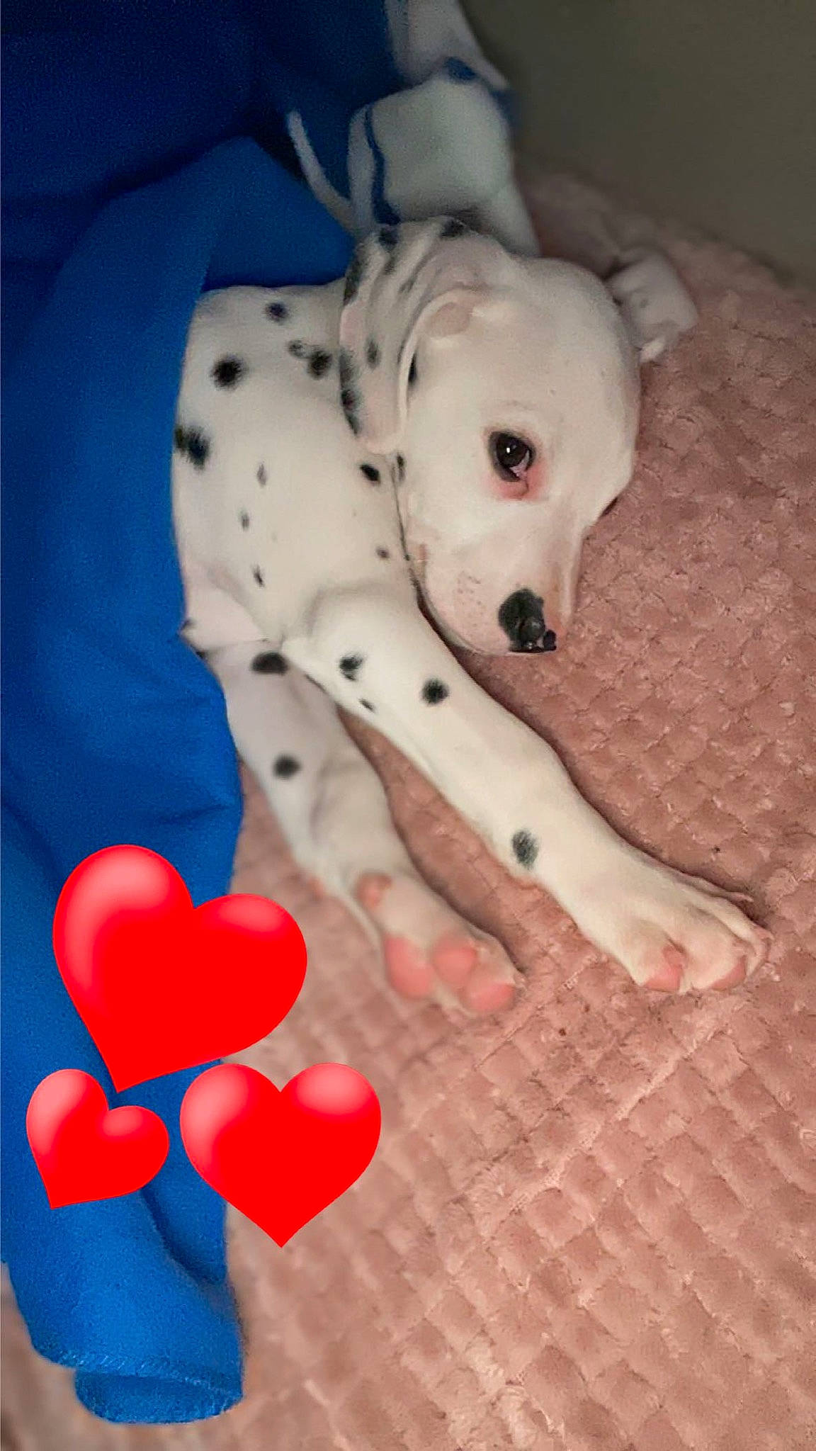 Prunelle a rejoint le concours — aidez-le/la à gagner de superbes lots ! balloon, canidae, carmine, carnivore, companion_dog, dog, dog_breed, dog_supply, electric_blue, event, fawn, party_supply, paw, pink, snout, sporting_group, stuffed_toy, tail, toy, working_animal