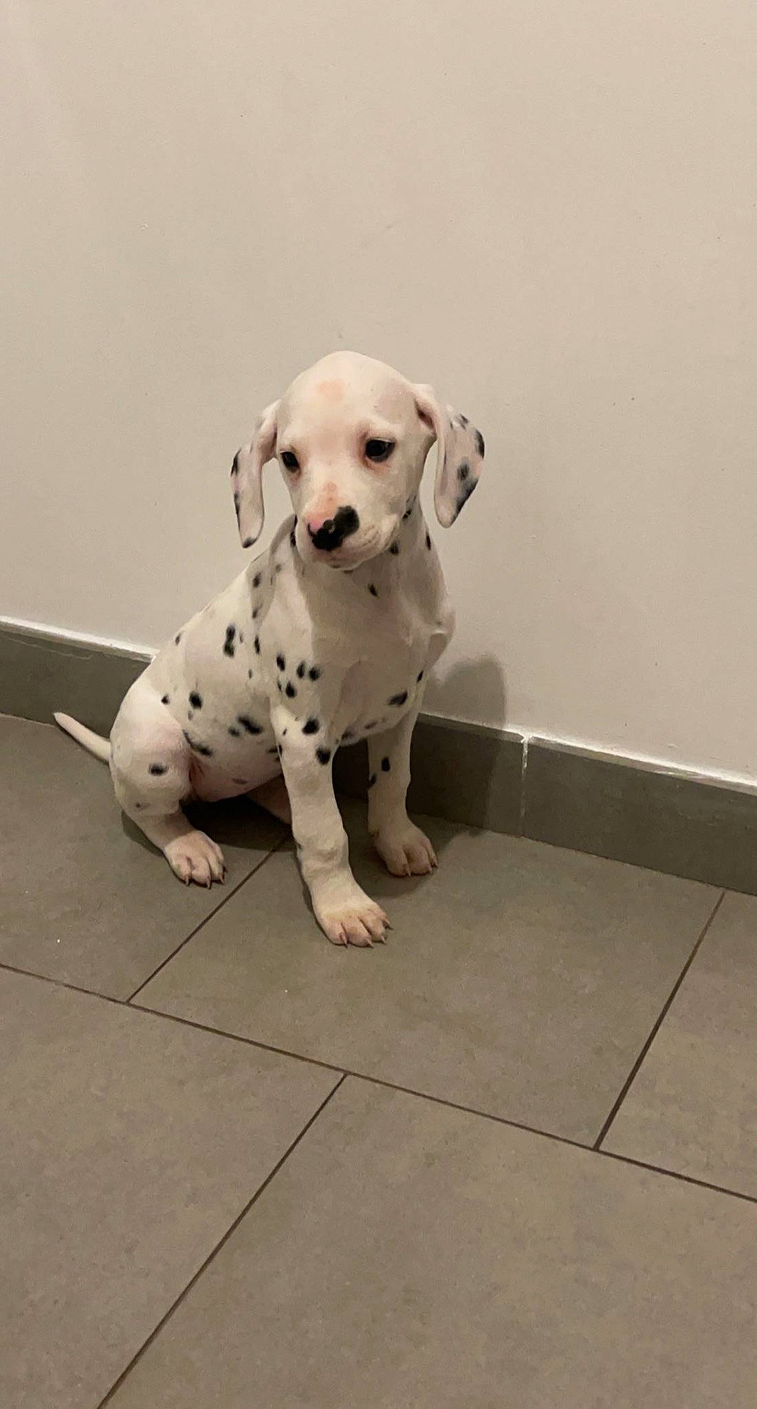 Prunelle participe au concours pour gagner de l'argent avec cette photo : canidae, carnivore, companion_dog, dog, dog_breed, dog_supply, fawn, floor, flooring, foot, non_sporting_group, paw, pet_supply, snout, sporting_group, tail, tennis_ball, whiskers, wood, working_animal