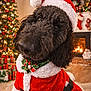 Lucy joined the competition — help win amazing prizes! dog, poodle, goldendoodle, santa_hat, santa_costume, christmas_tree, fireplace, holiday, festive, gifts, stockings, living_room, portrait, pet, fur, close_up, collar, decorations, cozy, cute