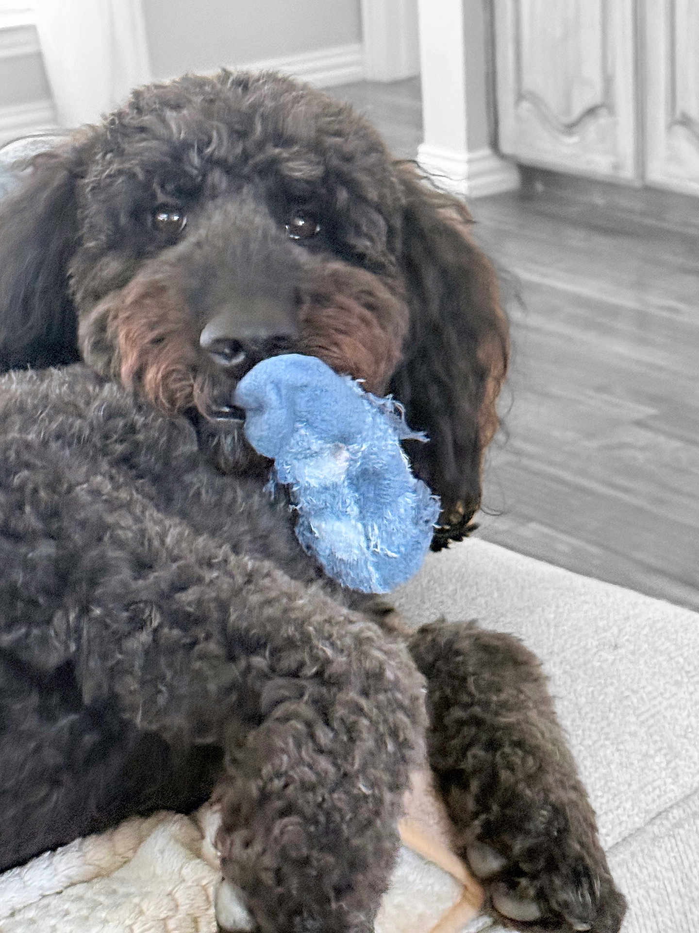 Lucy joined the competition — help win amazing prizes! dog, doodle, poodle, toy_sock, chewed_toy, couch, indoor, living_room, hardwood_floor, close_up, portrait, pet, fluffy, brown_fur, paw, nose, eyes, resting, cozy, trophy