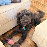 Lucy joined the competition — help win amazing prizes! dog, labradoodle, curly_fur, black_fur, chew_toy, wood_floor, sofa, couch, collar, pet_tag, looking_up, indoor, home, relaxed, playful, paw, toy, jeans, boot, living_room
