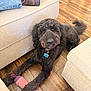 dog, labradoodle, curly_fur, black_fur, chew_toy, wood_floor, sofa, couch, collar, pet_tag, looking_up, indoor, home, relaxed, playful, paw, toy, jeans, boot, living_room