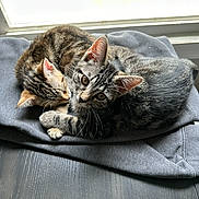 Winnie And Junie joined the competition — help win amazing prizes! abyssinian, animal, blanket, cat, chair, clothing, couch, cushion, egyptiancat, furniture, hardwood, homedecor, kitten, linen, manx, pants, person, pet, sleeping, wood